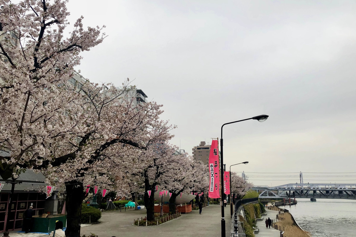 隅田公園で開催される桜まつり